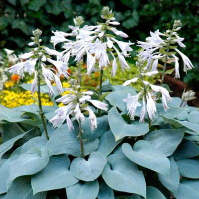 Hosta 'Bullit Proof'